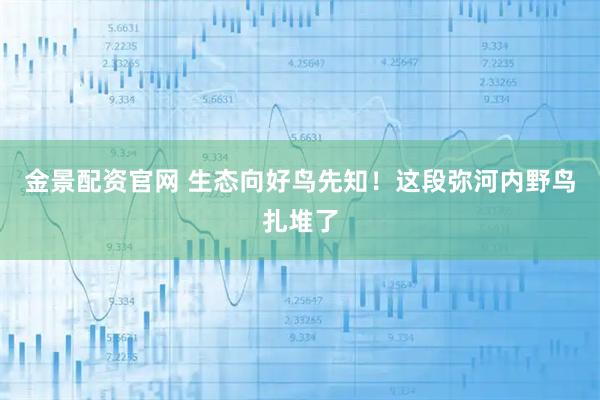 金景配资官网 生态向好鸟先知！这段弥河内野鸟扎堆了